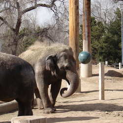 Elephants  Hippos   Rhinos